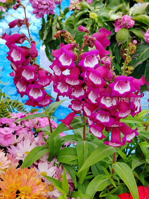 Penstemon campanulatus